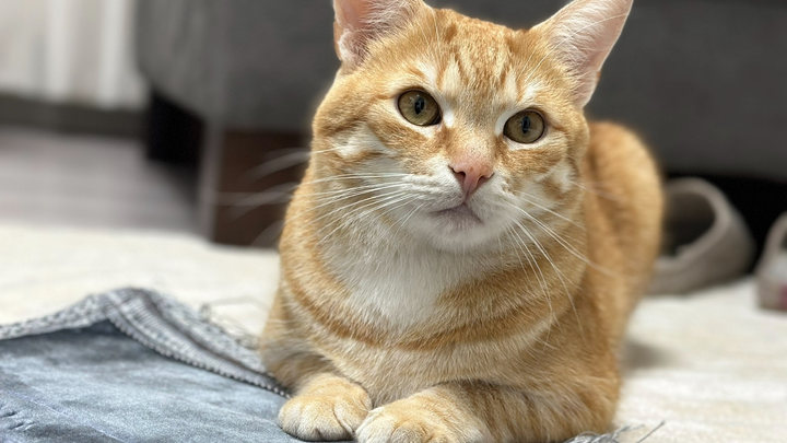 Rettet das Leben unserer Katze.. campaign photo, 1 of 3