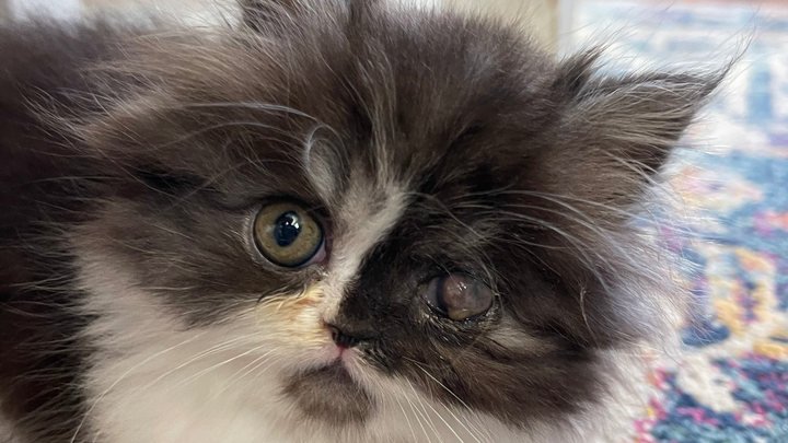Support Stuart's Eye Removal Surgery campaign photo, 1 of 6