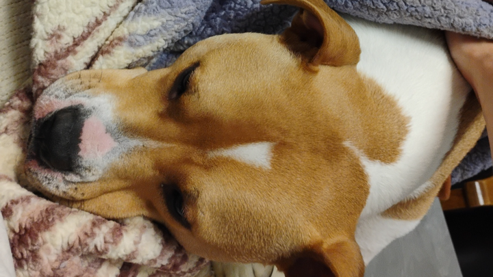 Urgent Help Needed for Our Dog's Addison's Treatment campaign photo, 1 of 6