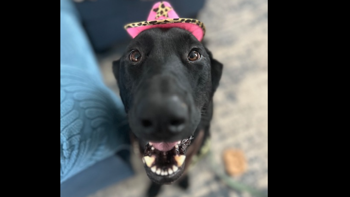 Help Lulu Fight Ehrlichia: Support Her Recovery campaign photo, 1 of 7