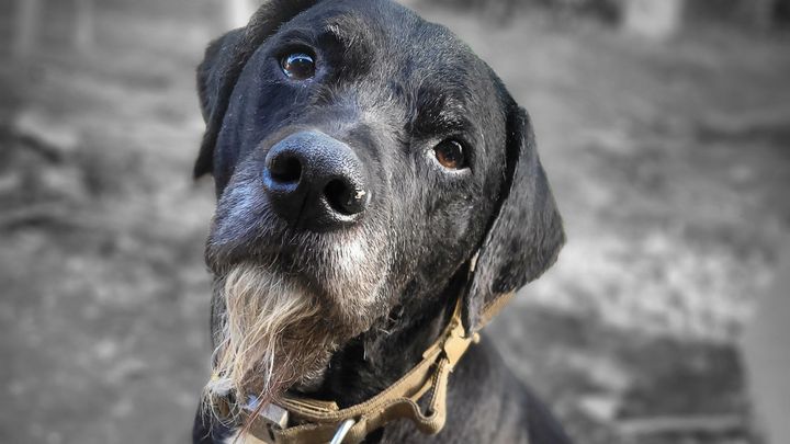 Help Hack Get Urgent Vet Care campaign photo, 1 of 3