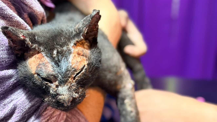 Emergency Wildfire Relief for Argentina – Animal Rescue & Ca campaign photo, 1 of 3