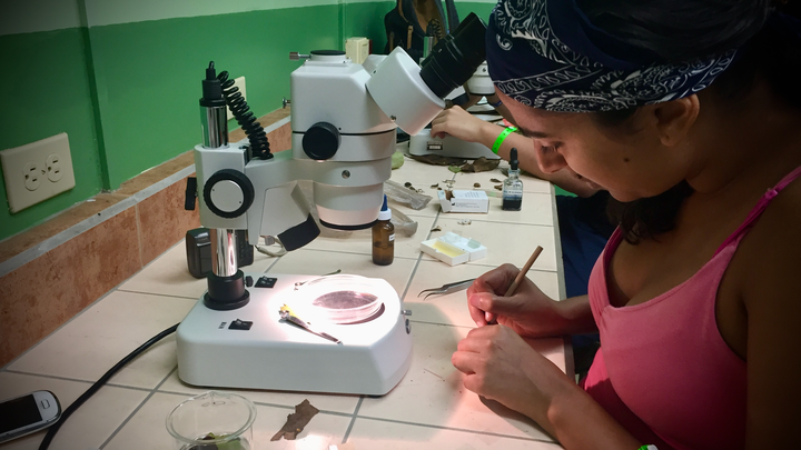 Supporting Fungal Scientists From Low-Income Countries campaign photo, 1 of 8