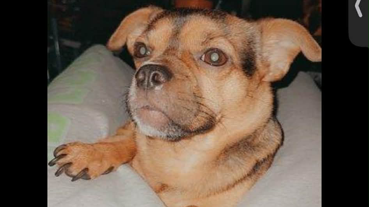 Help Hazel Get Life-Saving Surgery campaign photo, 1 of 8