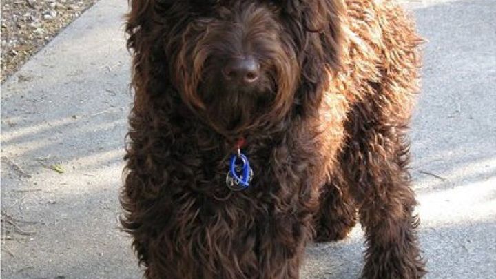 Help mee voor een hulp hond campaign photo, 1 of 3