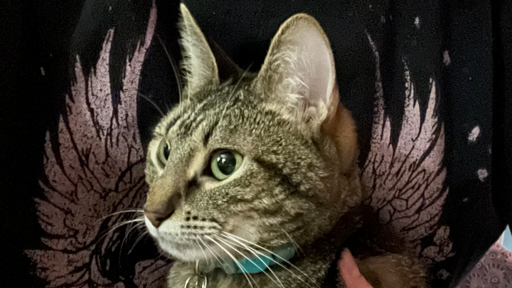 Sam's Cat Stevie Needs Urgent ICU Care campaign photo, 1 of 7