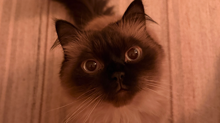 Option to Support Tibby's Surgery campaign photo, 1 of 3