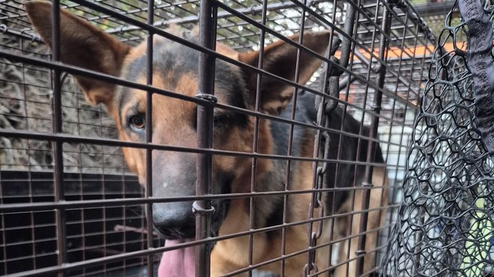 Help Oakley Heal After His Trabuco Canyon Rescue campaign photo, 1 of 8