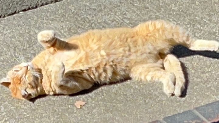 Cheeto’s Care Fund: Keep Our Campus Cat Thriving!!