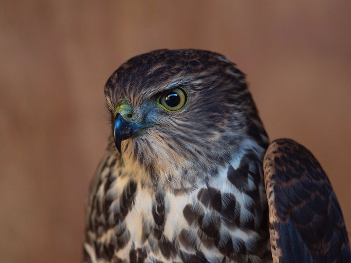 Fundraiser By Lara Hardy Raptor Care Nw Bird Of Prey