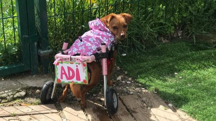 Foto de la campaña Audi ya puede caminar, pero necesitamos saldar su deuda, 1 de 7