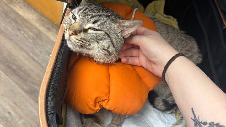 Please donate to help cover Spencer’s FLUTD vet bills campaign photo, 1 of 8