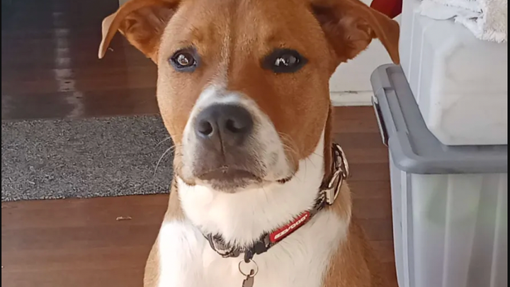 Help Forrest Gump Beat Parvo and Get Home to His Dad campaign photo, 1 of 4