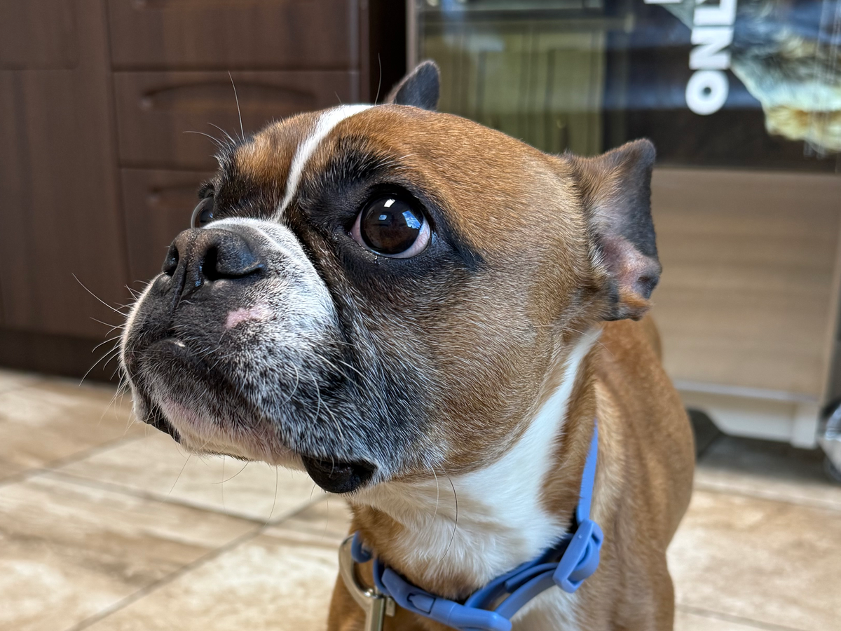 Fundraiser by Tom Gibson : Help Us Save Rosey