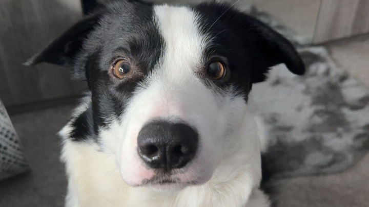 Help with vet surgery bills campaign photo, 1 of 4