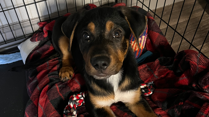 Help Reunite Blue with His Loving Owner campaign photo, 1 of 8