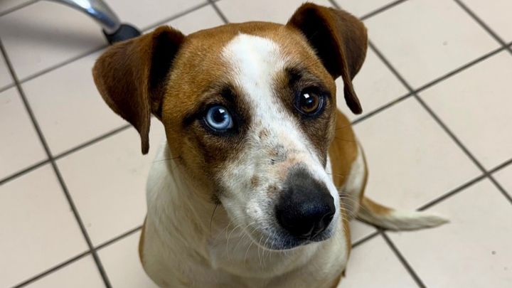 Help Ophelia Get Life-Saving Heartworm Treatment campaign photo, 1 of 4