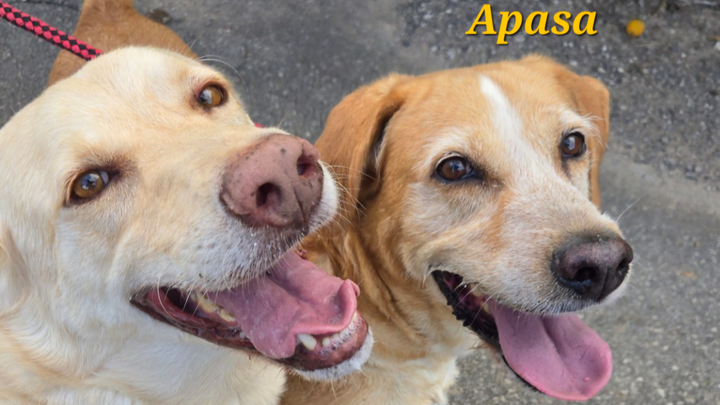 Donate to support the Apasa dog shelter ! campaign photo, 1 of 3