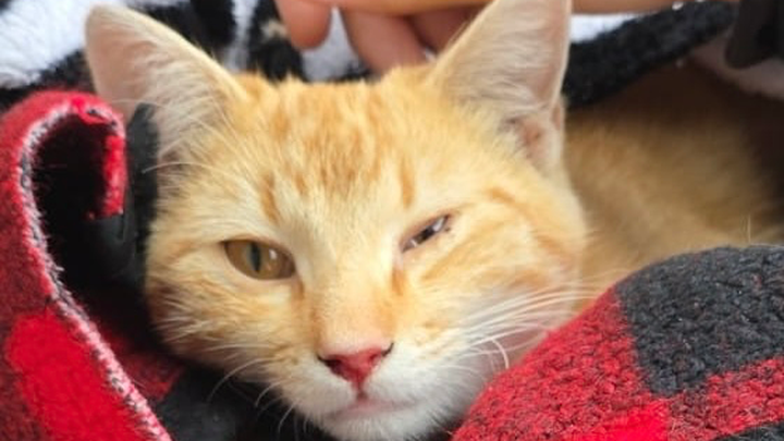 Support The Cat Project's Injured Ginger Cat campaign photo, 1 of 3