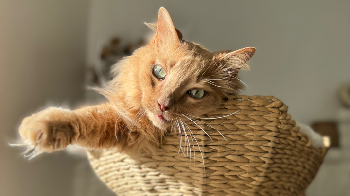 Help Beau Heal: Urgent Care for Our Loving Cat campaign photo, 1 of 8