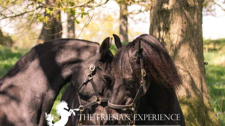 The Friesian Experience Horse Sanctuary campaign photo, 1 of 4