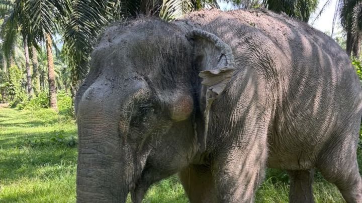 Help Rescue Dawn From a Life of Hell! Elephant Rescue! campaign photo, 1 of 3