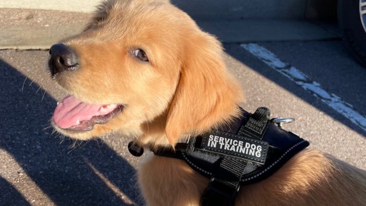 Help the Cory’s get a Service Dog campaign photo, 1 of 2