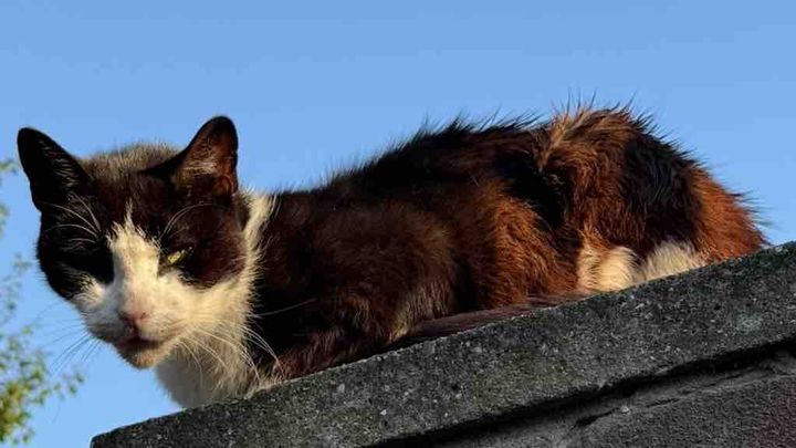 Saving strays - Support Tendring feral rescue’s vet cost. campaign photo, 1 of 8