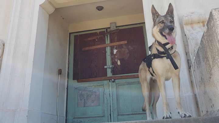 Project Jazzy Foundation: Service Dogs for Veterans campaign photo, 1 of 8