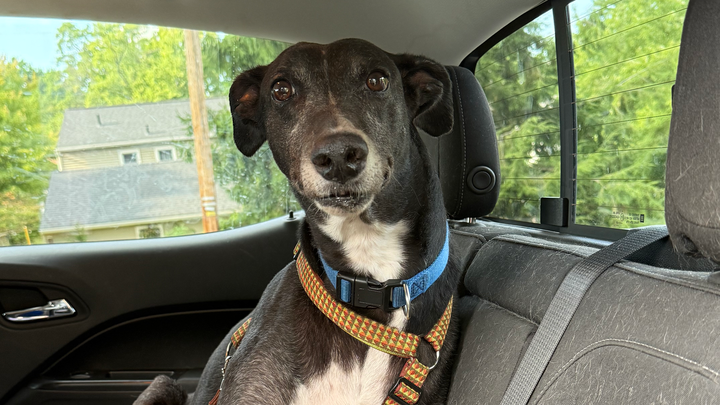 Help Tab Pay for Habibi's Vet Treatment campaign photo, 1 of 4