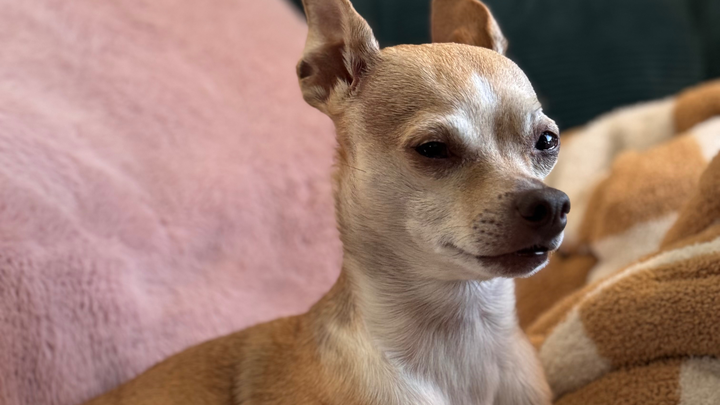 Help Save Ginger After Xylitol Poisoning campaign photo, 1 of 6