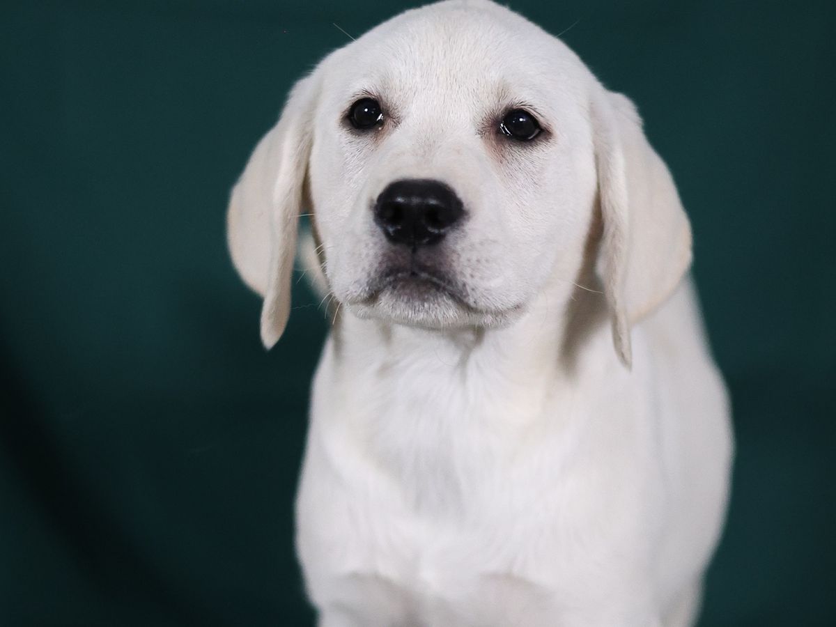 Service Dog needed to help a veteran! campaign photo, 1 of 6