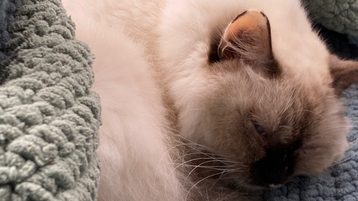 Support Mononoke’s Emergency Vet Care campaign photo, 1 of 5