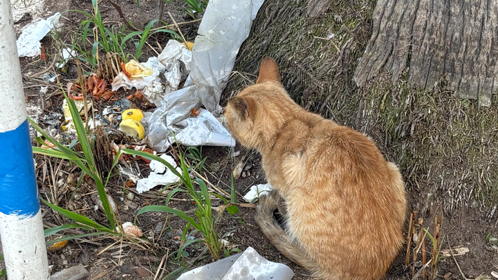 Aider les animaux, un petit geste qui change une vie campaign photo, 1 of 8