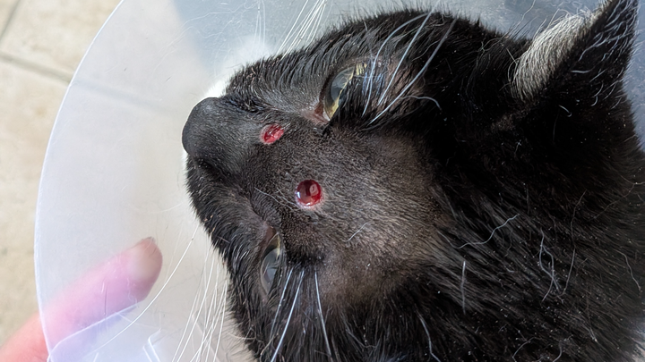 Save Wednesday: Urgent Help Needed for Vet Care campaign photo, 1 of 8