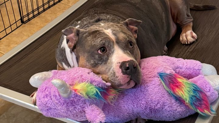 Donate to Raven’s Cancer Care campaign photo, 1 of 8