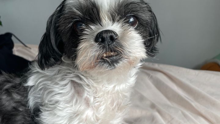 Shyla's medical bills campaign photo, 1 of 5