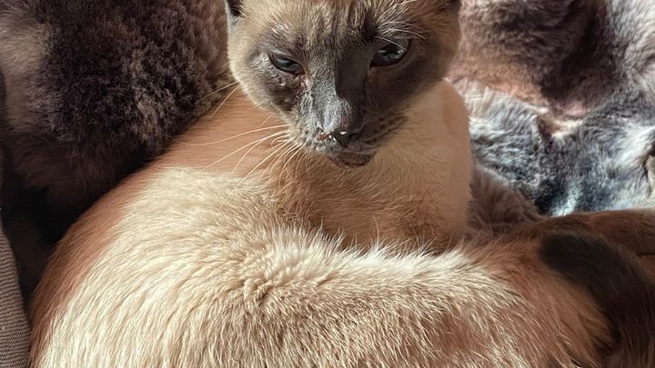Help Tristan Cover Daphne's Vet Bills campaign photo, 1 of 6