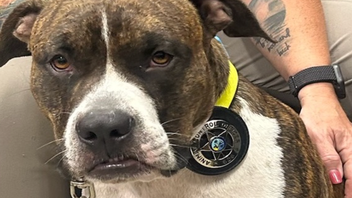 Help get Bruno shots, collar, and dental work done. campaign photo, 1 of 8