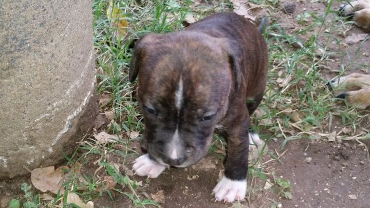 Main fundraiser photo