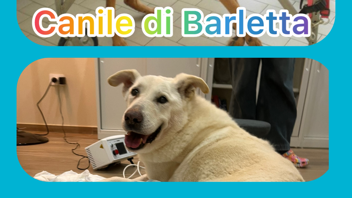 Acquisto carrellino cani disabili canile di Barletta campaign photo, 1 of 4