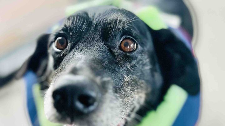 ZEUS AFTERCARE-SUPPORT (post op complications) campaign photo, 1 of 13