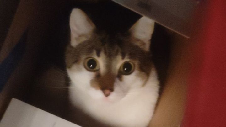 Help Bring Arlo Home After Emergency Surgery campaign photo, 1 of 7