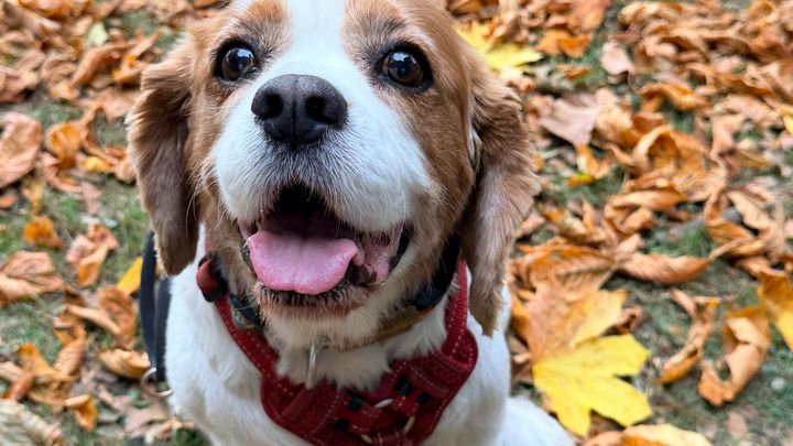 Keep the roof over my head for me and Kevin (my dog) campaign photo, 1 of 6