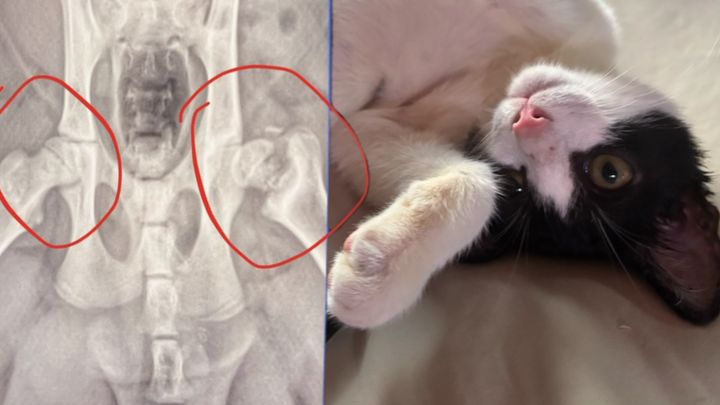 Help Chester Recover from Hip Surgery campaign photo, 1 of 8