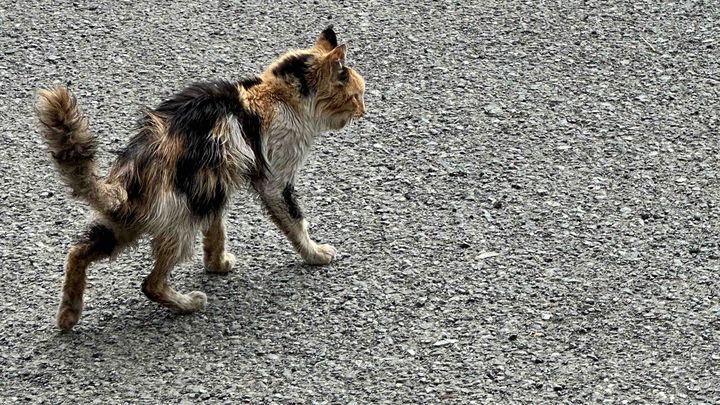 Help me save the cats and kittens of Cyprus campaign photo, 1 of 10