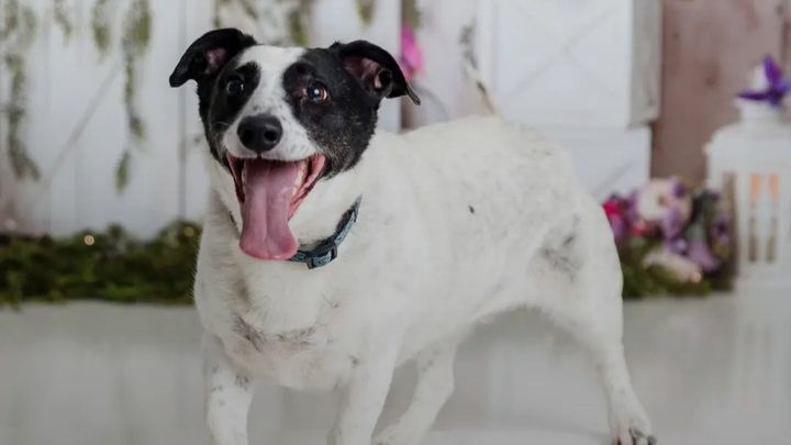 Help With QL's Emergency Vet Bills campaign photo, 1 of 12