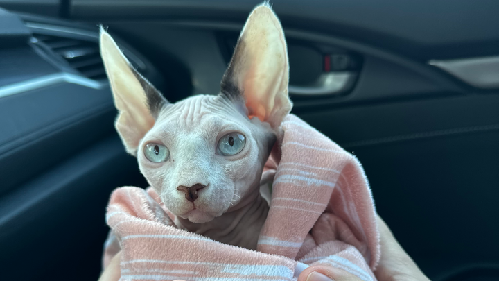 Ahsoka's tailless journey campaign photo, 1 of 3