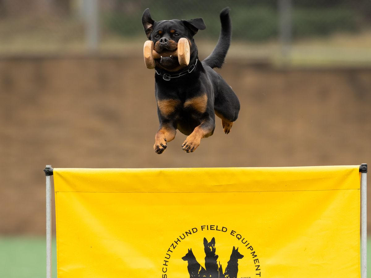 Usrc Rottweiler Fundraiser by Adriana Sanguily : United States Rottweiler Club: IFR ...