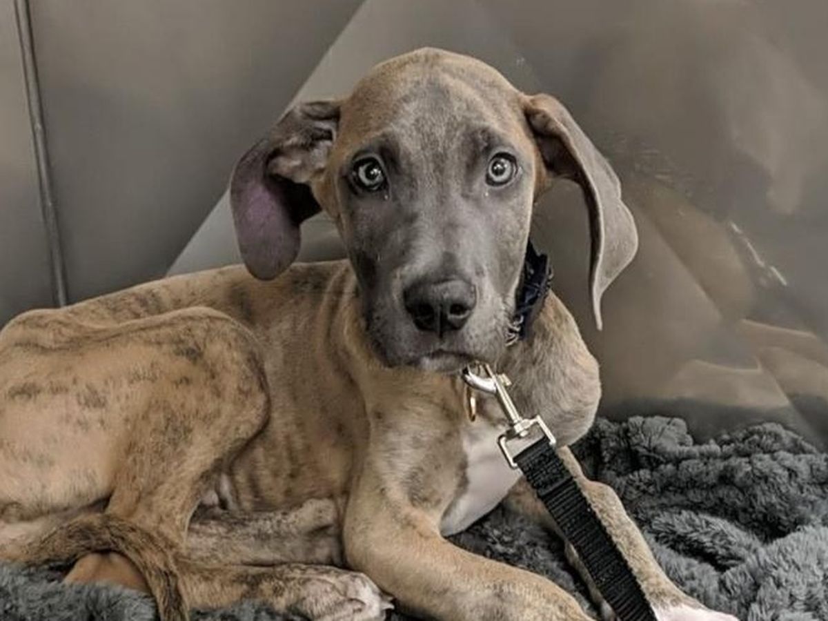 Weimaraner Great Dane Mix